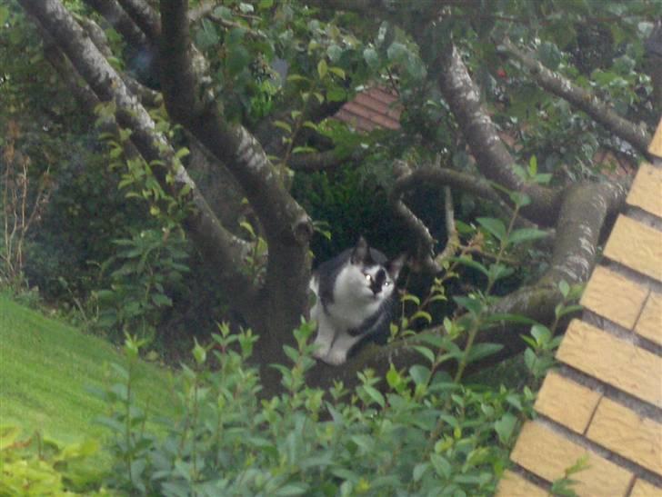 Blanding af racer Dipsi- R.I.P. (L) billede 11