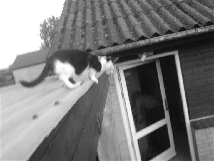 Blanding af racer Dipsi- R.I.P. (L) billede 13