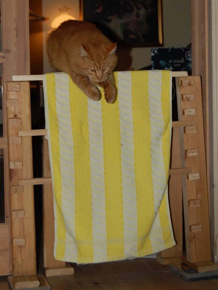 Maine Coon Pyrus - Her springer han 83 cm. højt til ham X) billede 10