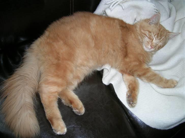 Maine Coon Pyrus billede 11