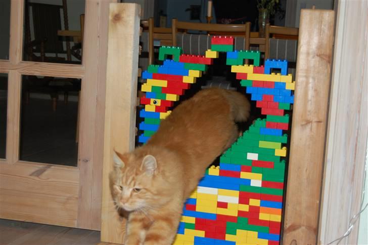 Maine Coon Pyrus - Der springer igemmen et hul, lavet at Lego B)...... billede 12