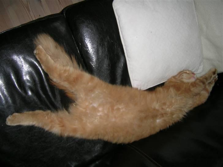 Maine Coon Pyrus billede 13