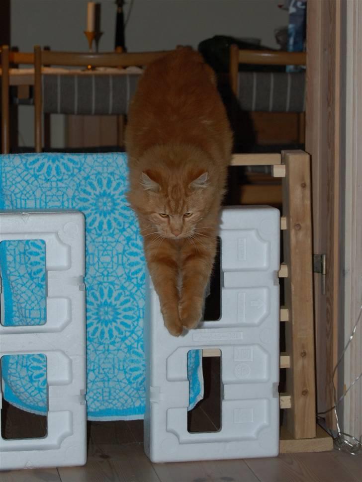 Maine Coon Pyrus billede 14