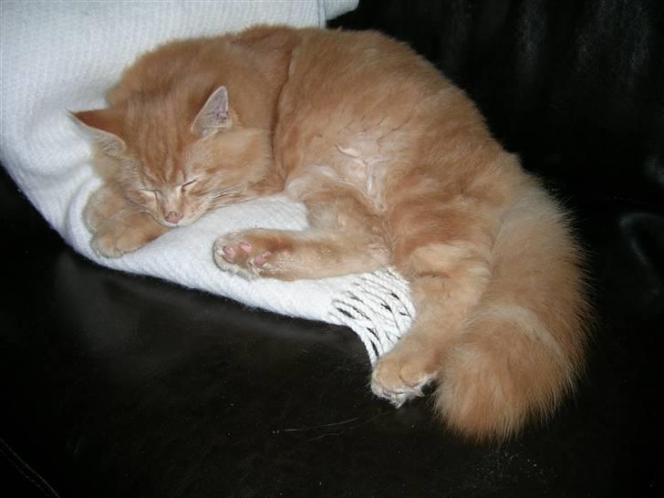 Maine Coon Pyrus billede 15