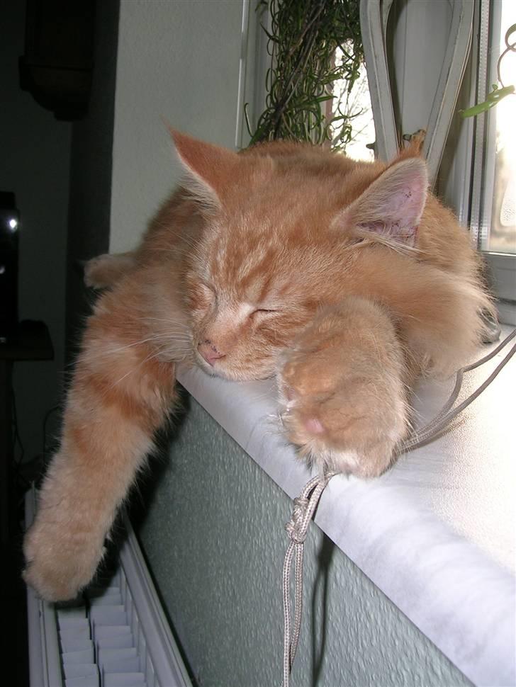 Maine Coon Pyrus billede 16