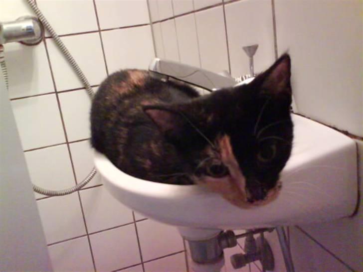 Huskat Scarface - Lille håndvask til lille mis :o) billede 11