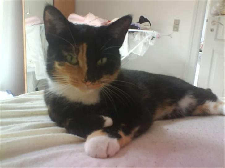 Huskat Scarface - Putter i sengen! billede 12