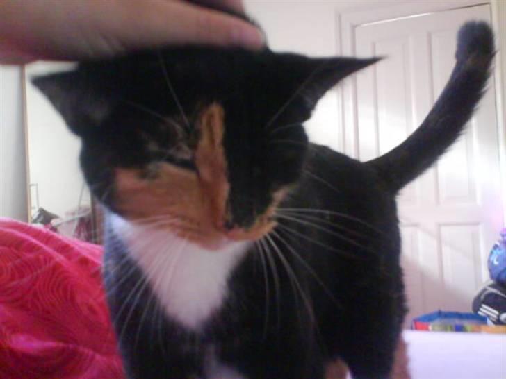 Huskat Scarface - Ahhh elsker at blive nusset på hovedet :o) billede 13