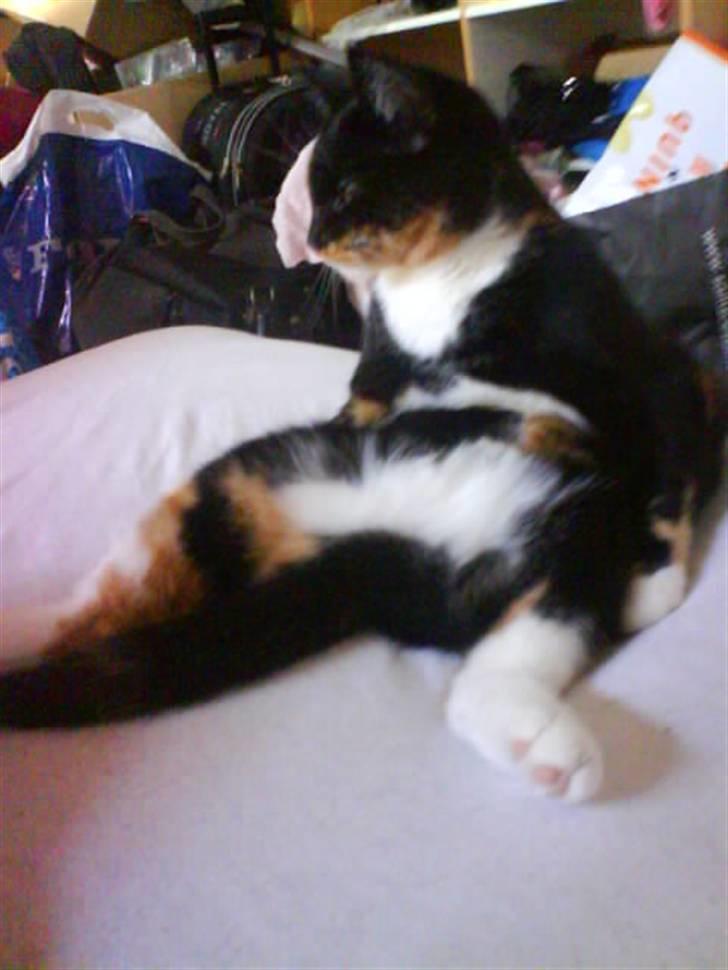 Huskat Scarface - He he jeg kan også slappe af på numsen! Mangler kun lige en cola! billede 14