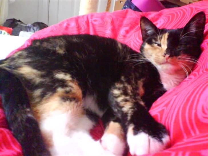 Huskat Scarface - ahh mors dejlige dyne :o) billede 15