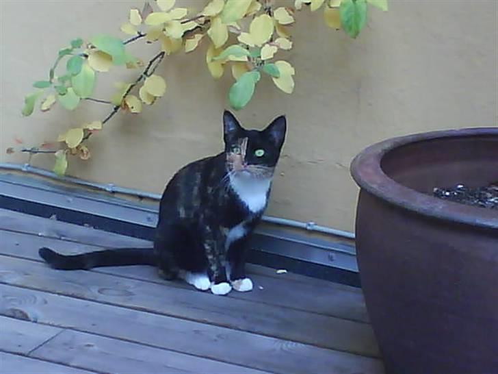 Huskat Scarface - Hi hi jeg har fået lov at gå ud på tarressen :-P billede 16