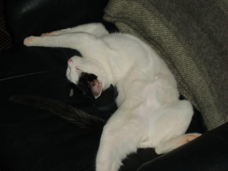 Blanding af racer nemo  - er man magelig eller hvad GG billede 2