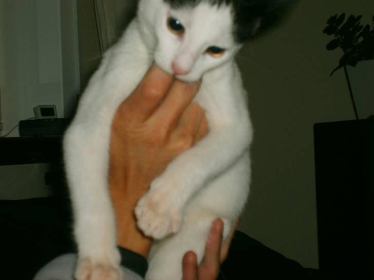 Blanding af racer nemo  - uhm fars hænder er gode tyggeben billede 3