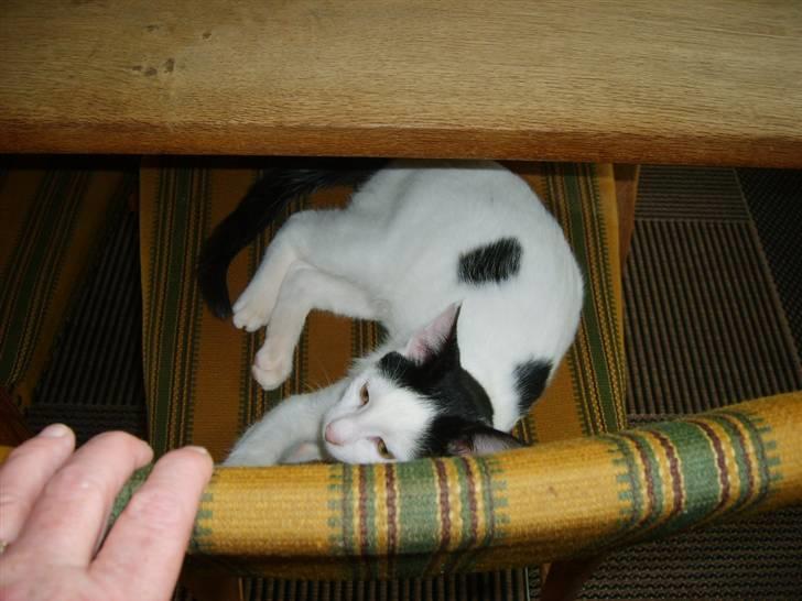 Blanding af racer nemo  - lad mig nu være billede 4