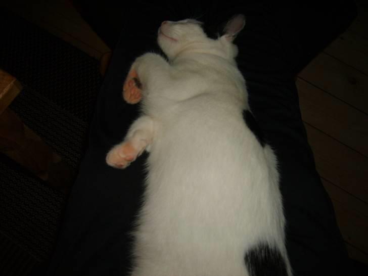 Blanding af racer nemo  - dejligt med en lur på mors ben billede 5