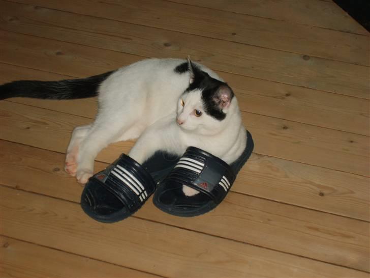 Blanding af racer nemo  - elsker bare mors sko billede 6