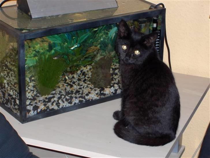 Huskat Karla billede 1