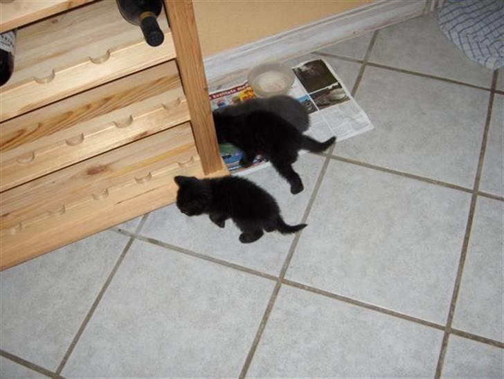 Huskat Karla - Karla som killing sammen med hendes bror calle og den anden bror anton billede 2