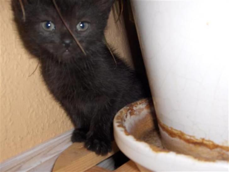 Huskat Karla - karla killing billede 3