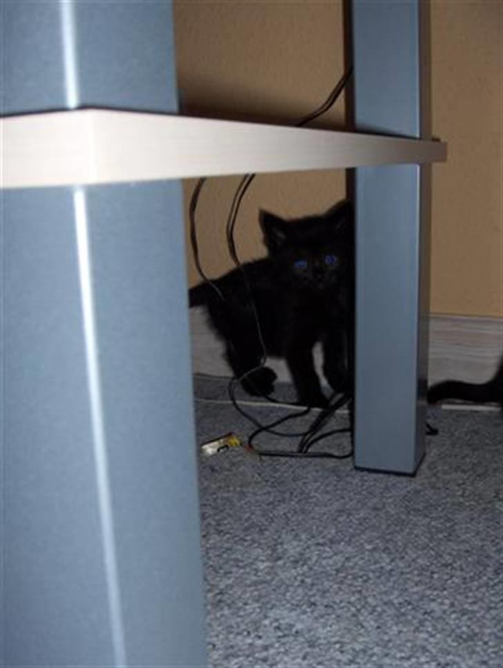 Huskat Karla billede 4