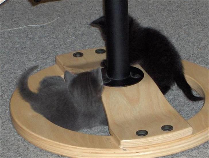 Huskat Karla - karla leger med hendes bror anton billede 5