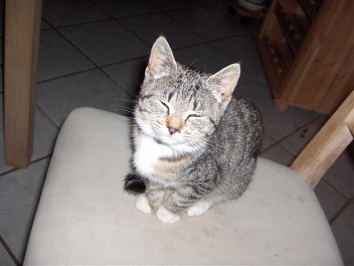 Huskat Killer billede 1