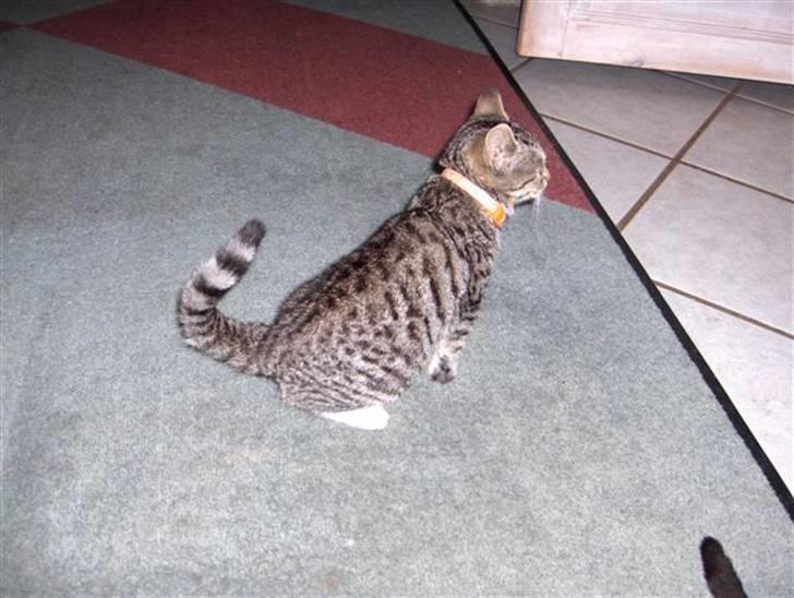 Huskat Killer billede 2