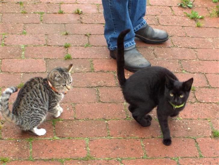 Huskat Killer billede 3