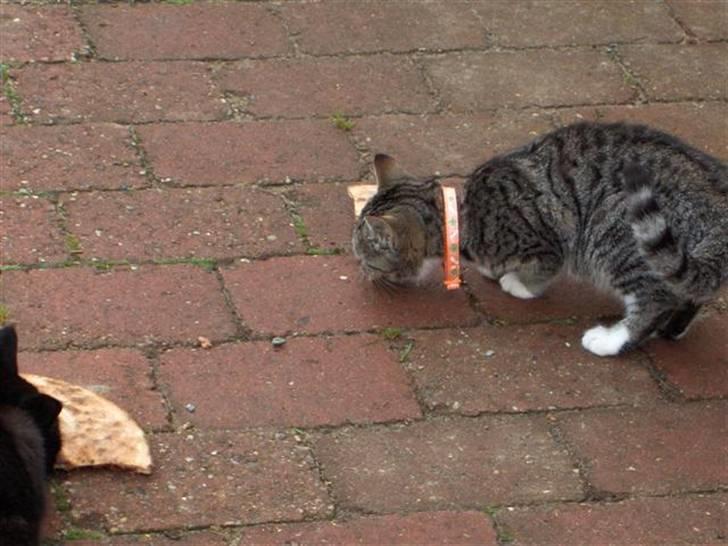 Huskat Killer - MUUUUMS Pizza billede 4