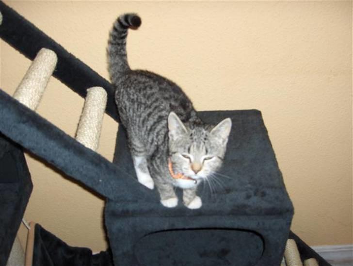 Huskat Killer billede 5