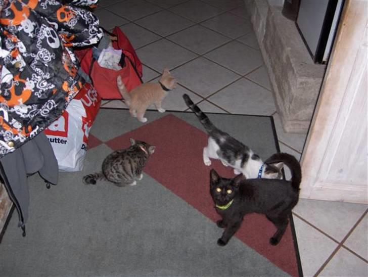 Huskat Killer billede 6