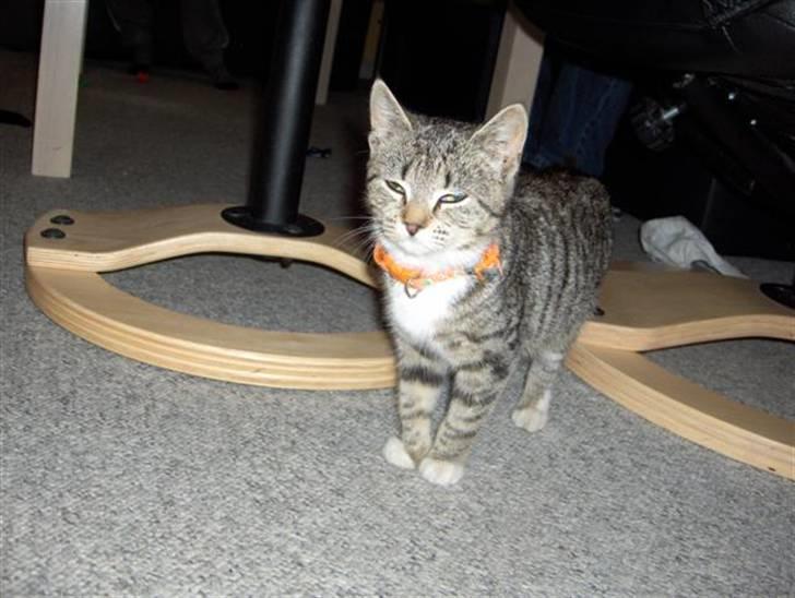 Huskat Killer billede 7