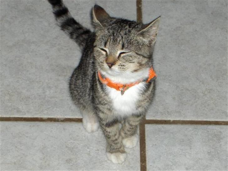 Huskat Killer billede 8