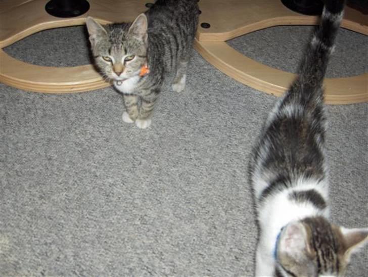 Huskat Killer billede 9