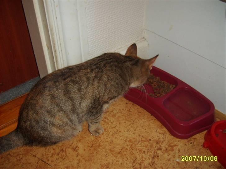 Huskat sally (R.I.P) - billede 1 sally spis  billede 1