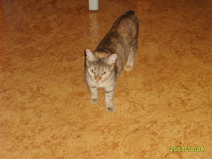 Huskat sally (R.I.P) - billede 2 af sally billede 2