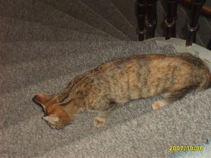 Huskat sally (R.I.P) - billede 3 sally  billede 3