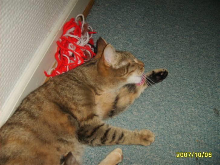 Huskat sally (R.I.P) - billede 4 af sally billede 4