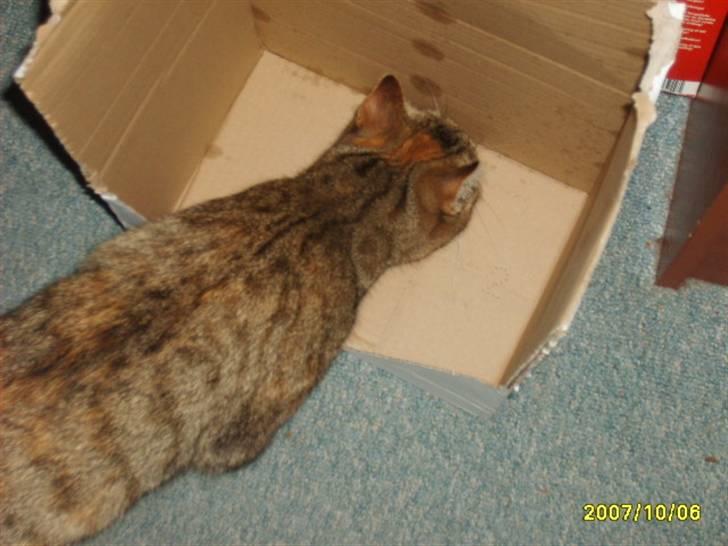 Huskat sally (R.I.P) - billede 5 af sally billede 5