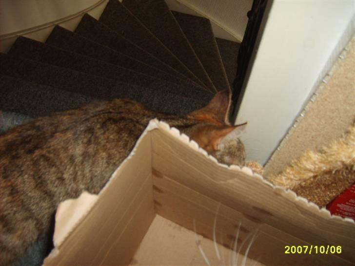 Huskat sally (R.I.P) - billede 6 af sally billede 6