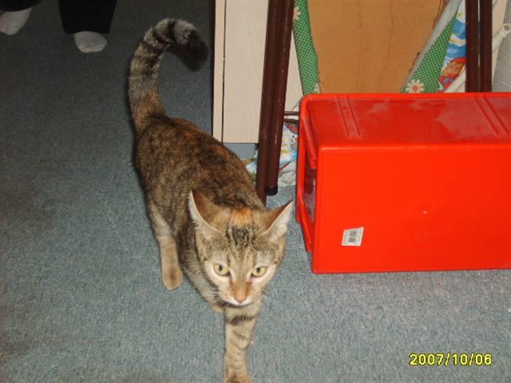 Huskat sally (R.I.P) - billede 7 af sally igen billede 7