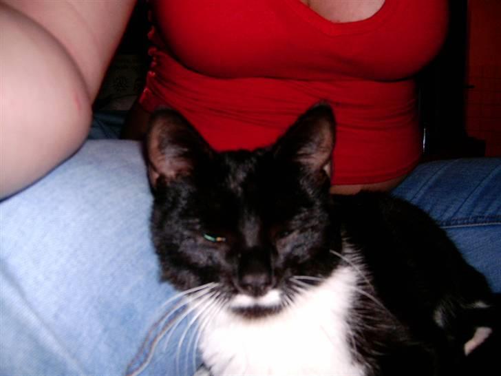 Huskat jasmin*død* billede 13