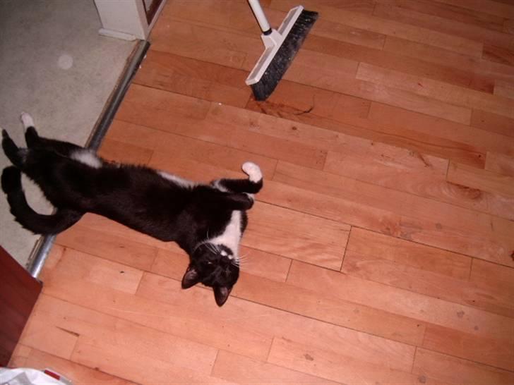 Huskat jasmin*død* billede 14