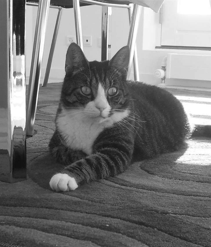 Huskat Batman billede 6