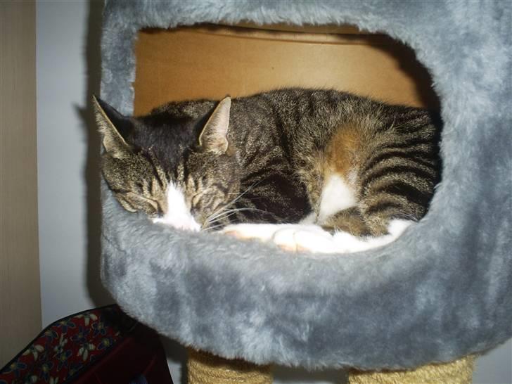 Huskat Batman billede 7