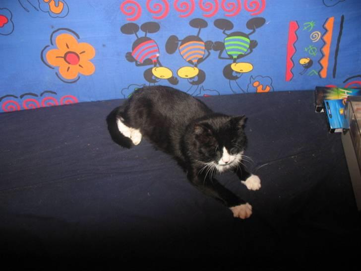 Blanding af racer Misser billede 1