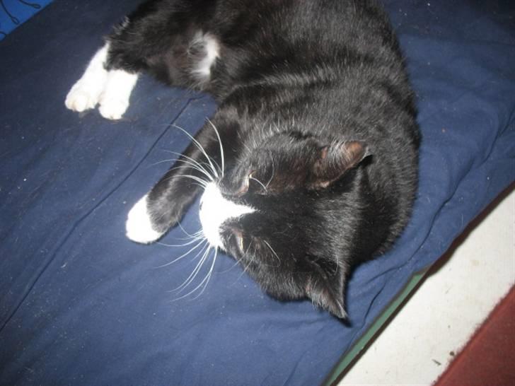 Blanding af racer Misser billede 2