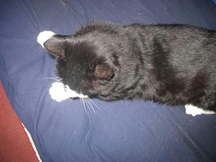 Blanding af racer Misser billede 3