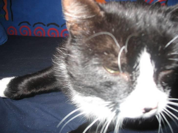 Blanding af racer Misser billede 4