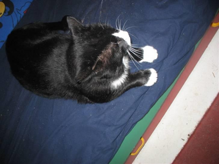 Blanding af racer Misser billede 5